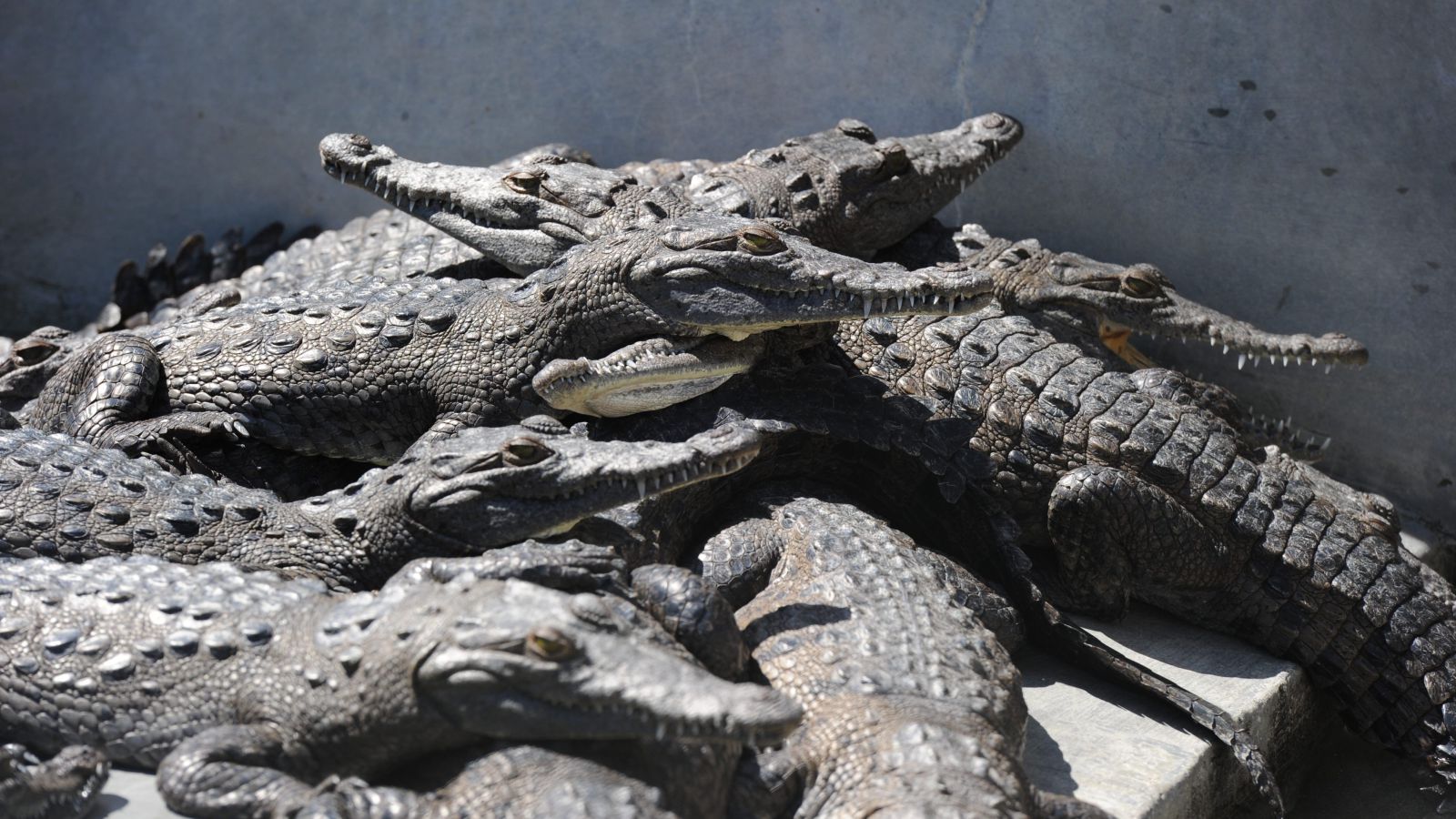 Убиха 124 крокодила в Мексико 