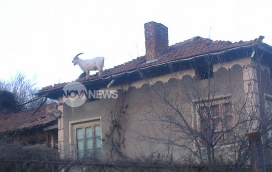 Кози превзеха покривите на къщите в дупнишко село    (ЗРЕЛИЩНИ СНИМКИ)


