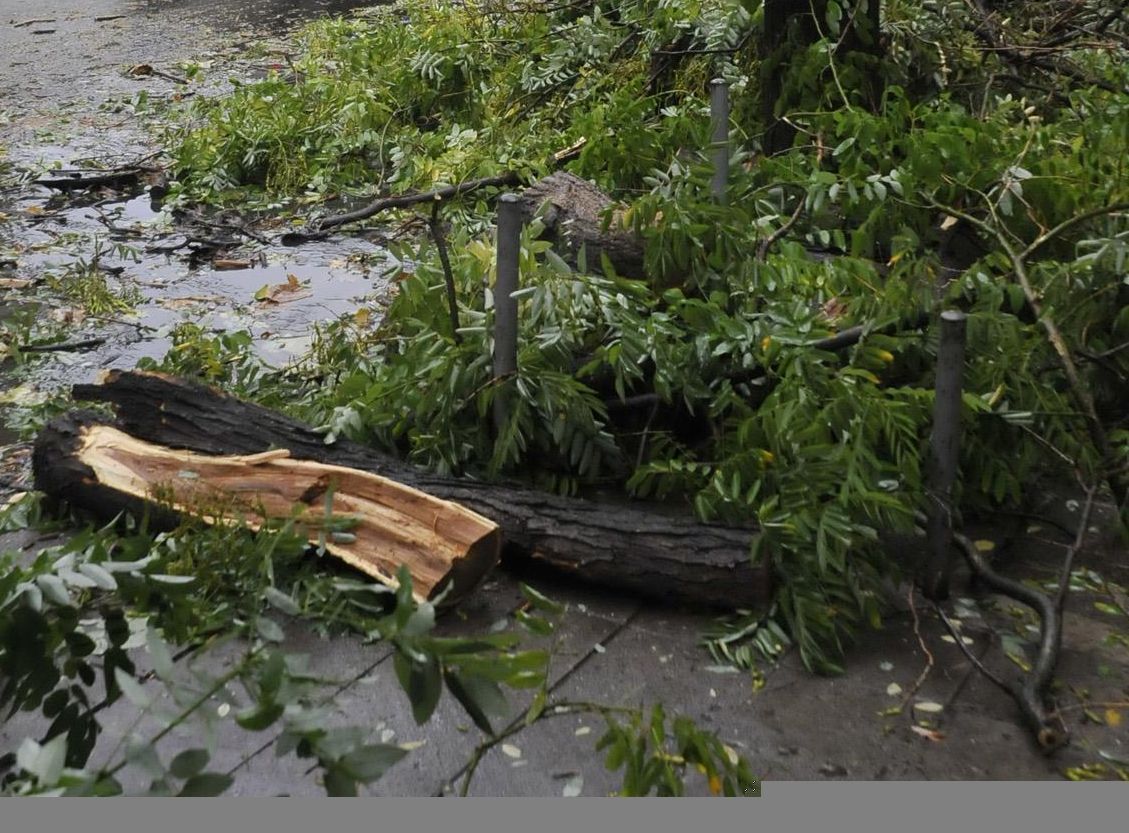 Силният вятър потроши дървета и клони в София