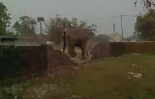 Побеснял слон унищожи над 100 къщи в Индия (ВИДЕО)