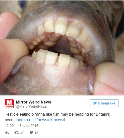 Daily Mirror: Хищната риба, хранеща се с тестиси, нападна Великобритания (ВИДЕО)