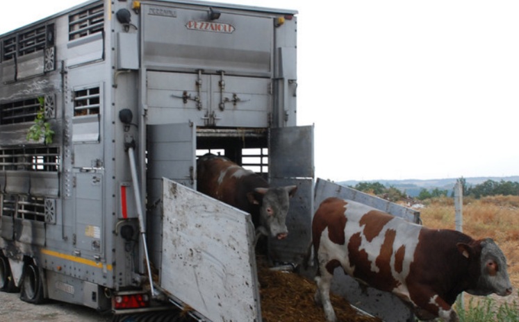 Евроразследване ни уличи в ужасяващо потъпкване на правата на добитъка