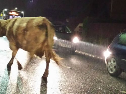 Животни на пътя предизвикаха автомеле, пратиха шофьор в болница