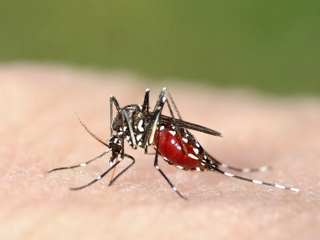 В пет български града има тигрови комари. Съществува ли риск от Зика?