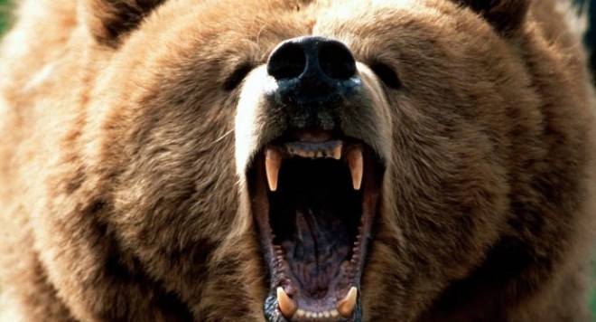 Геолози се отбраняват от гигантска мечка с бензинова резачка и булдозер