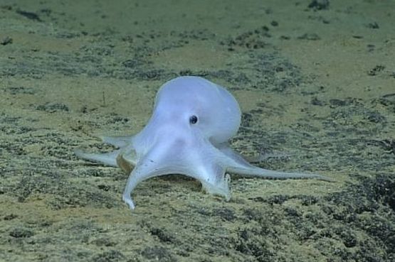 Странна твар: Учени откриха октопод-призрак (ВИДЕО)