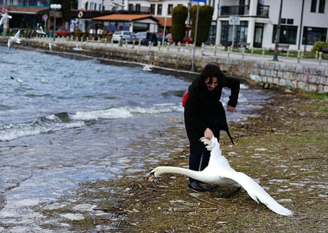 Шок на Охридското езеро! Българка уби лебед заради селфи 