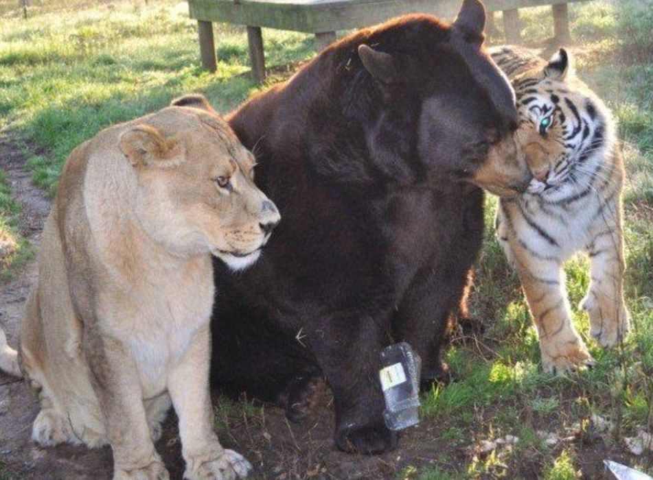 Уникално: Лъв, тигър и мечка са най-добри приятели от 15 години