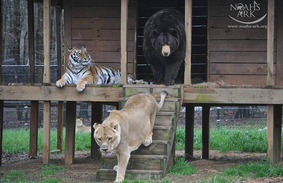 Уникално: Лъв, тигър и мечка са най-добри приятели от 15 години