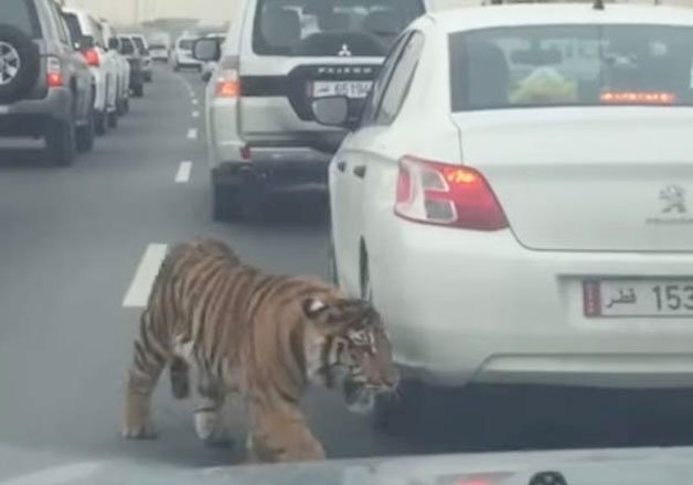 Тигър се движи необезпокоявано между автомобили при задръстване на магистрала (ВИДЕО)