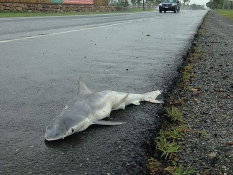 Мъртва акула насред пътя стресна австралийците (СНИМКИ)