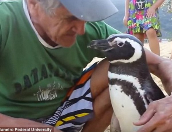 Верен до гроб: Пингвин се завръща всяка година при мъжа, който го спасил (ВИДЕО)