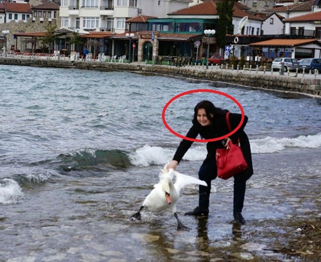 Жив е злощастният лебед от Охрид, който уж бил убит от българка