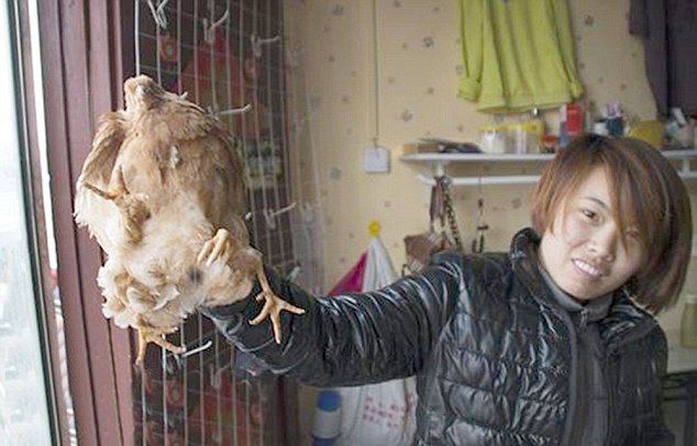 Експерти: Няма страшно, пилето с четирите крака може да се яде (СНИМКИ) 