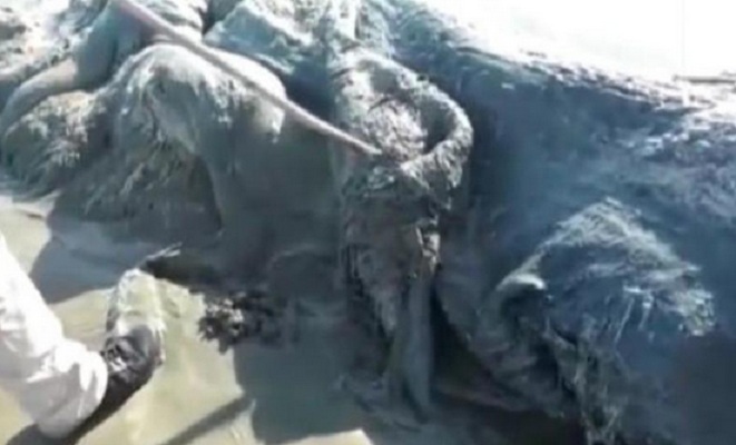 Ужасяваща твар изплува на плажа в Акапулко (ВИДЕО)