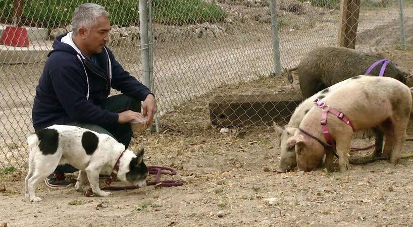 Разследват „говорещият с кучета” за жестокост над животно 