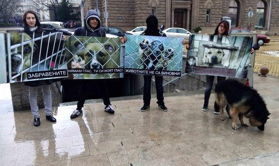 Граждани излязоха на протест срещу насилието над кучета в столичните приюти (СНИМКИ)