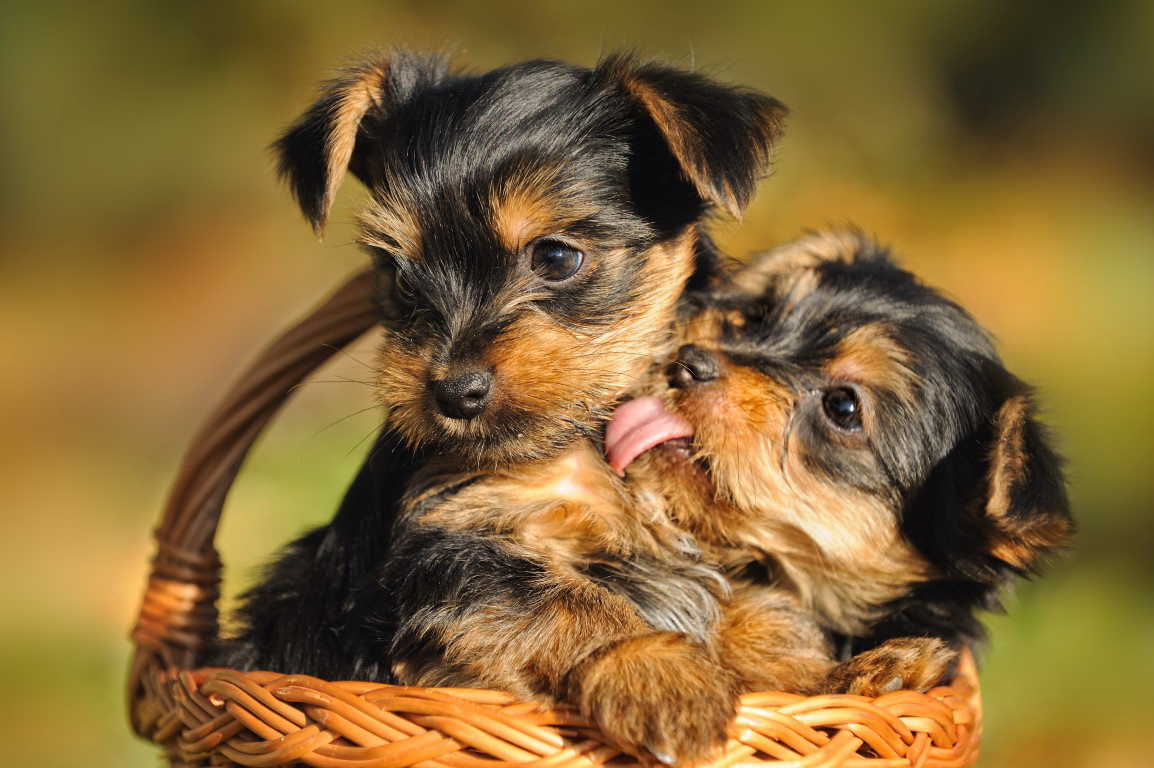 Българска фирма разработи специална кучешка храна съвместно с Виенския институт по ветеринарна медицина