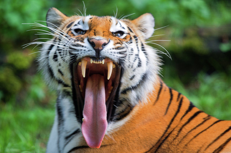 Тигър нападна подпийнала ученичка в зоопарк 