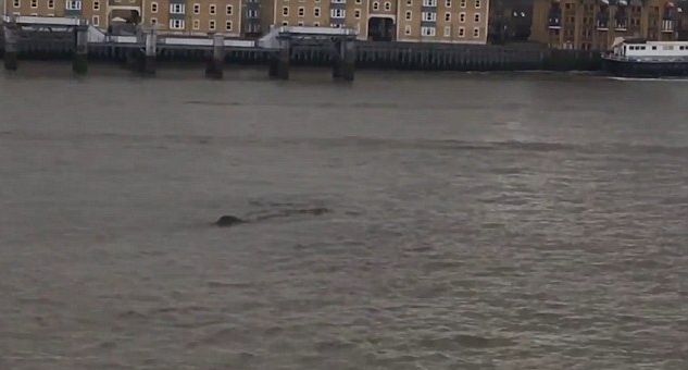 Гигантското чудовище от река Темза отново напомни за себе си (СНИМКИ/ВИДЕО)
