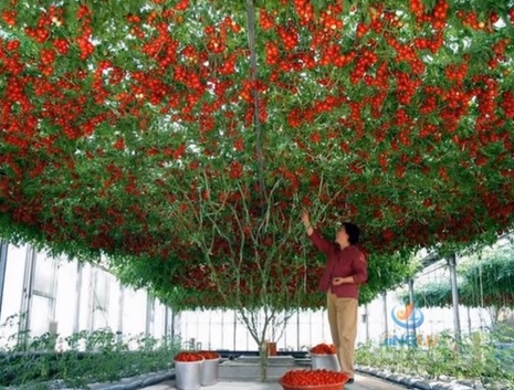 Това чудо на селекцията ще погребе българския домат (СНИМКИ/ВИДЕО)