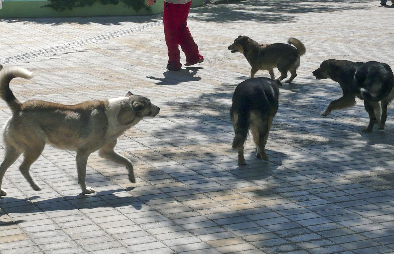 София под кучешки терор от съседните села