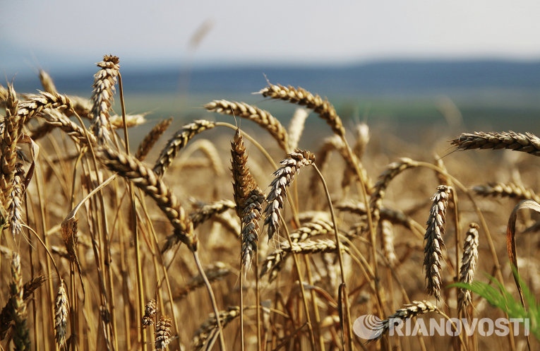 Bloomberg: САЩ загубиха „пшеничената война” с Русия