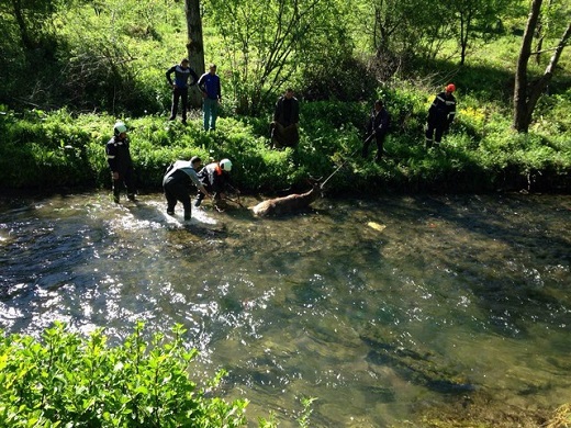 Пожарникари спасиха благороден елен от смъртоносен капан в река Паничарка (СНИМКИ)