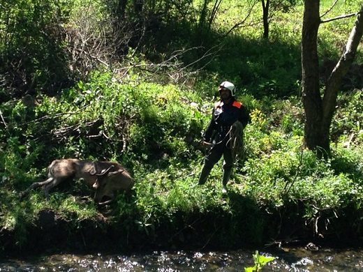 Пожарникари спасиха благороден елен от смъртоносен капан в река Паничарка (СНИМКИ)