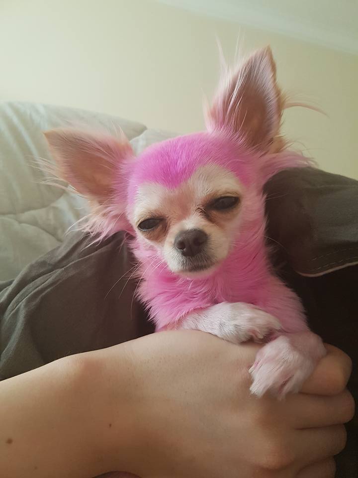 Стилистът на плеймейтките боядиса кучето си в розово 