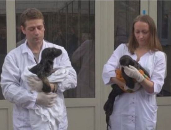 Добра новина: Спасиха две тюленчета в Ленинградска област (ВИДЕО)