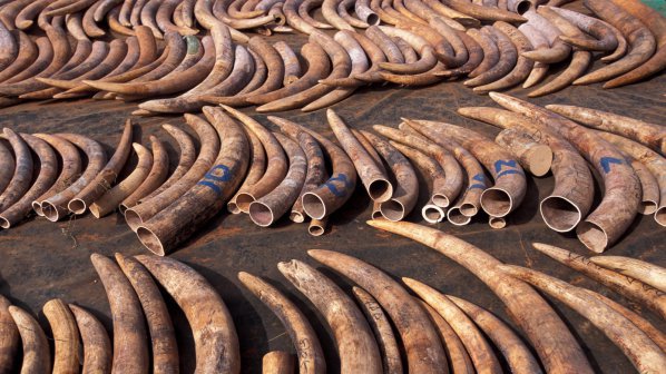 Кения унищожава най-голямото в историята количество слонова кост