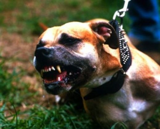 Нов случай на атака на агресивен питбул! Освирепялото куче нападна дете