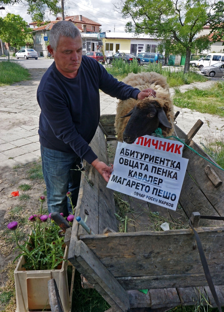 Варненски зевзек изпрати абитуриентка овцата Пенка (СНИМКИ)