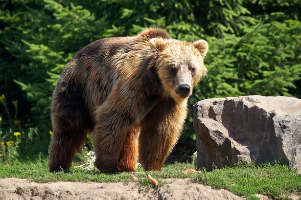 Безотговорни родители оставили сина си в гора пълна с диви мечки "като наказание"