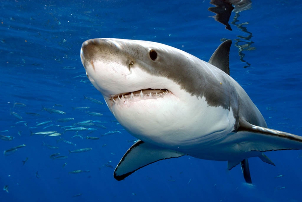 Доста необичайно: Рибари уловиха 20 акули за един ден