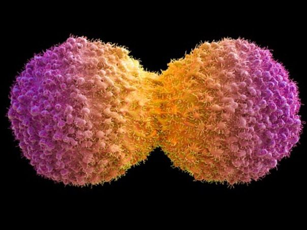 Сензация: На ръба ли сме да открием универсален лек за рака?   