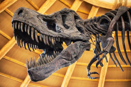 Необикновена находка: Откриха над тон останки от динозаври в Антарктида