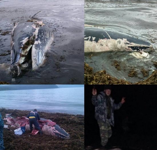 Ужас! Руснаци разфасоваха с моторни резачки жив кит и го изядоха (СНИМКИ 18+)