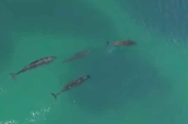 Невероятни кадри: Вид делфини ловува акули (ВИДЕО)  