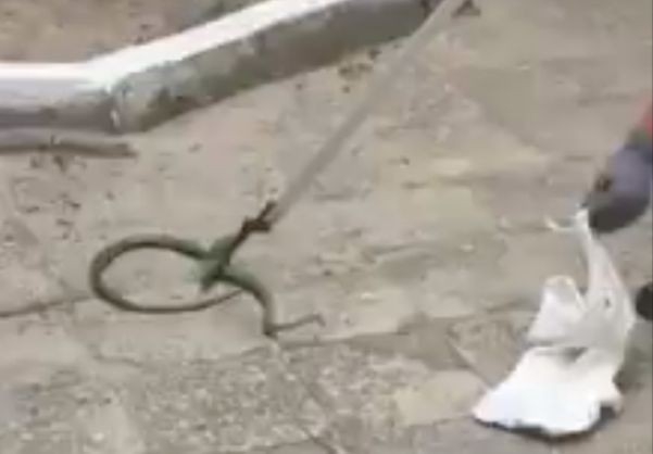 Змия в двора на пловдивска детска градина! Вижте как я уловиха! (ВИДЕО)