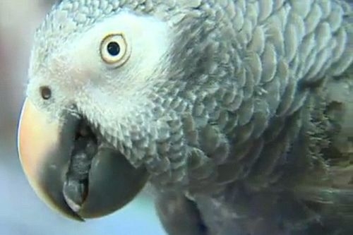 Станал ли е псуващ папагал свидетел на убийството на стопанина си? (ВИДЕО)