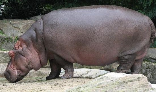 Хипопотам гони джуджета в столичния зоопарк