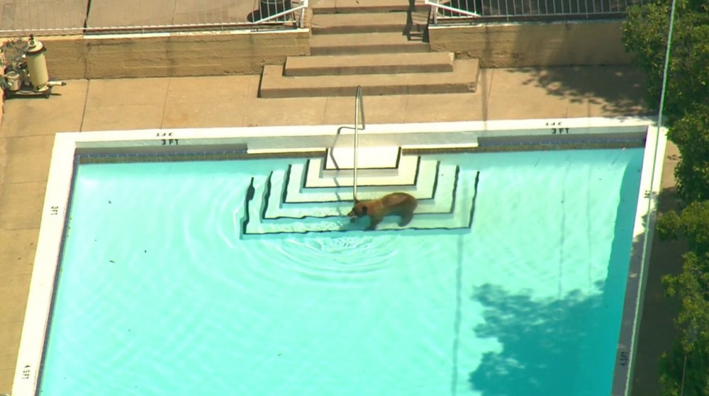 Като у дома си: Мечка се изкъпа в басейна на частна къща (СНИМКИ/ВИДЕО)