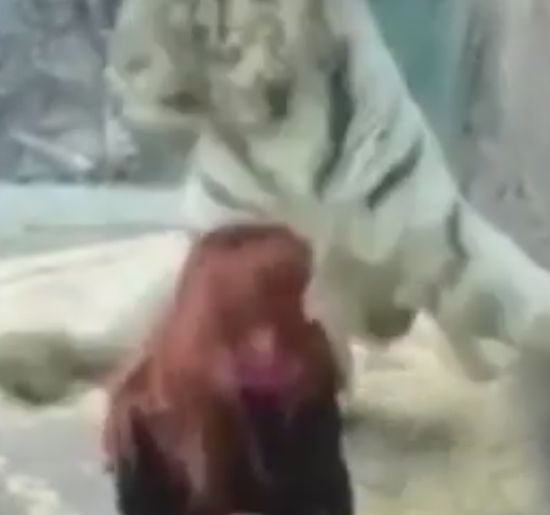 Страховити сцени показват какво се случва на любопитни посетители в зоопарка (ВИДЕО)