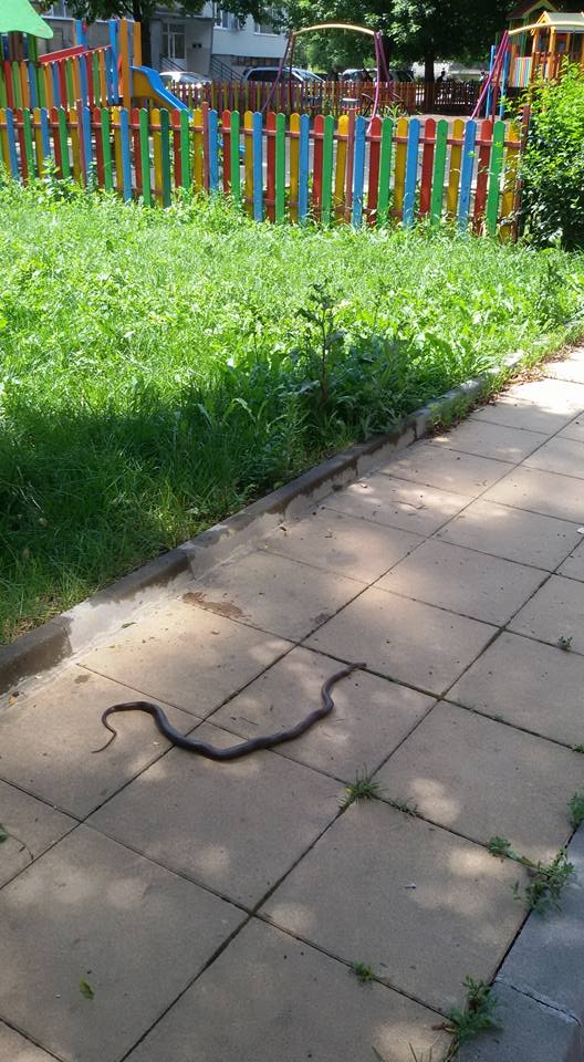 Екшън в Разград: Змия пропълзя на детска площадка, но ученик грабна бастун и ... (СНИМКА)