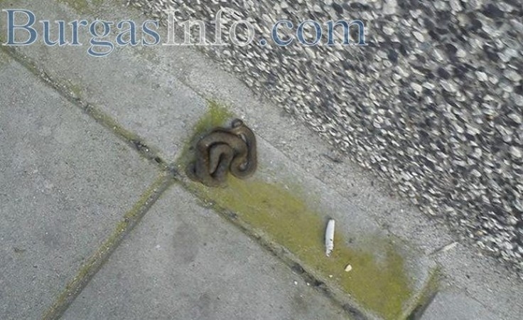 Змия ужаси бургазлии в центъра на града!