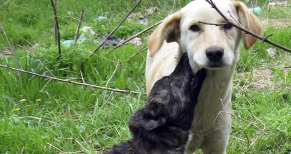 Светът е в пълен шок! Убиват и изяждат над 10 000 кучета и котки на брутален фестивал в Китай