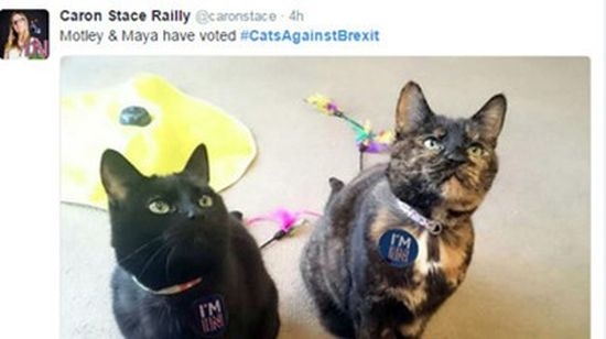 Котки се "обединиха" срещу Брекзит (СНИМКИ)