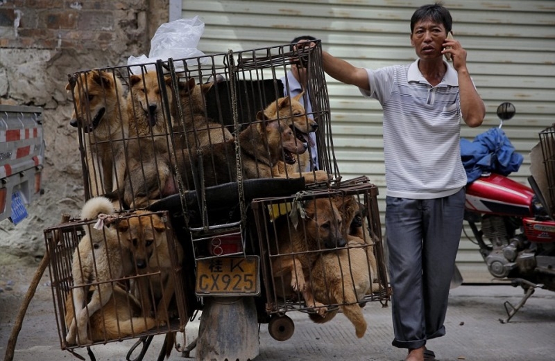 Зловещо! Публикуваха СНИМКИ от Фестивала на кучешкото месо в Китай (18 +)